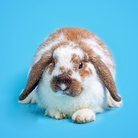 Analyses Vétérinaires pour les NAC – Nouveaux Animaux de Compagnie