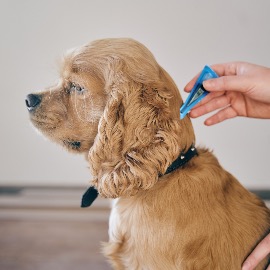 Déparasitage Externe