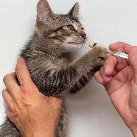 Déparasitage Interne