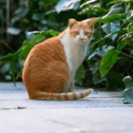 Documentation Animale pour les Chats