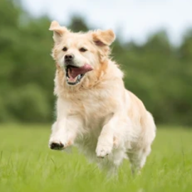 Documentation Animale pour les Chiens