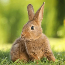 Documentation Animale pour les NAC 