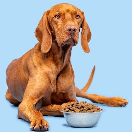 Nutrition pour les Chiens