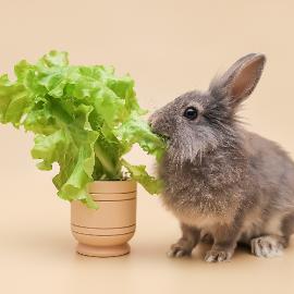 Nutrition pour les NAC