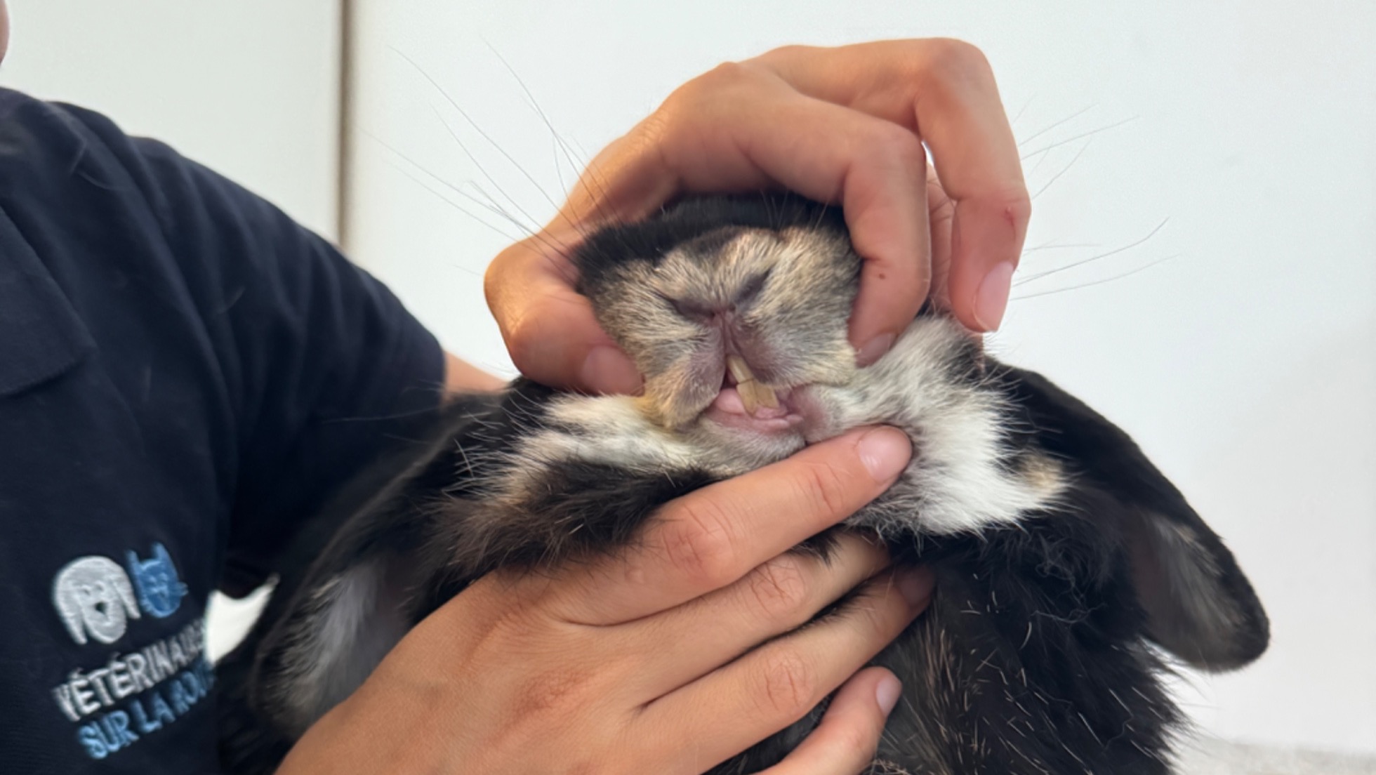 Consultation vétérinaire à domicile