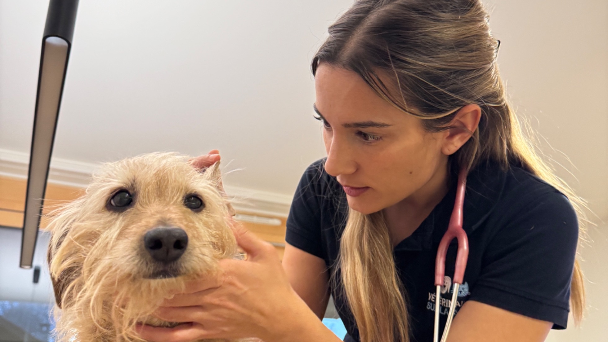 Vaccination animale Yverdon