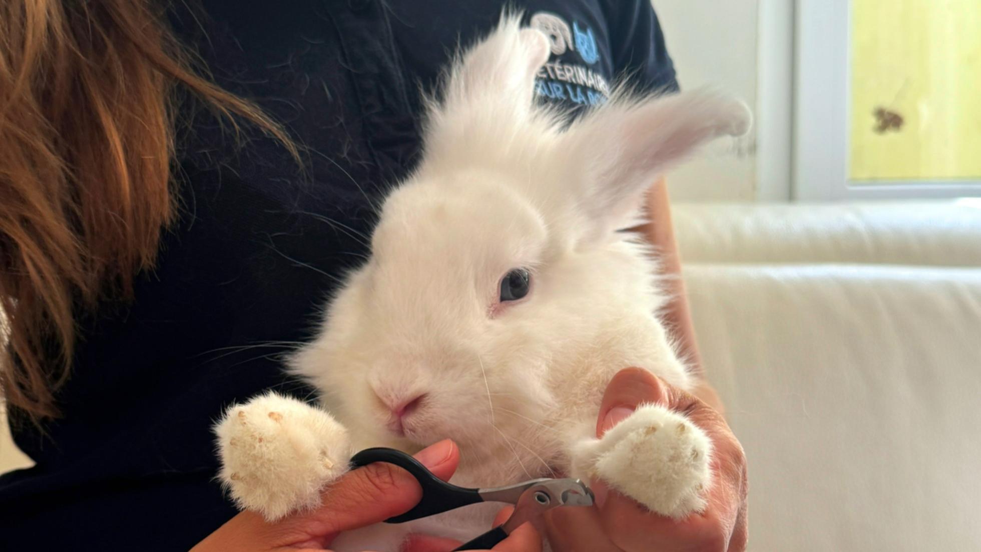 consultation-veterinaire-nac
