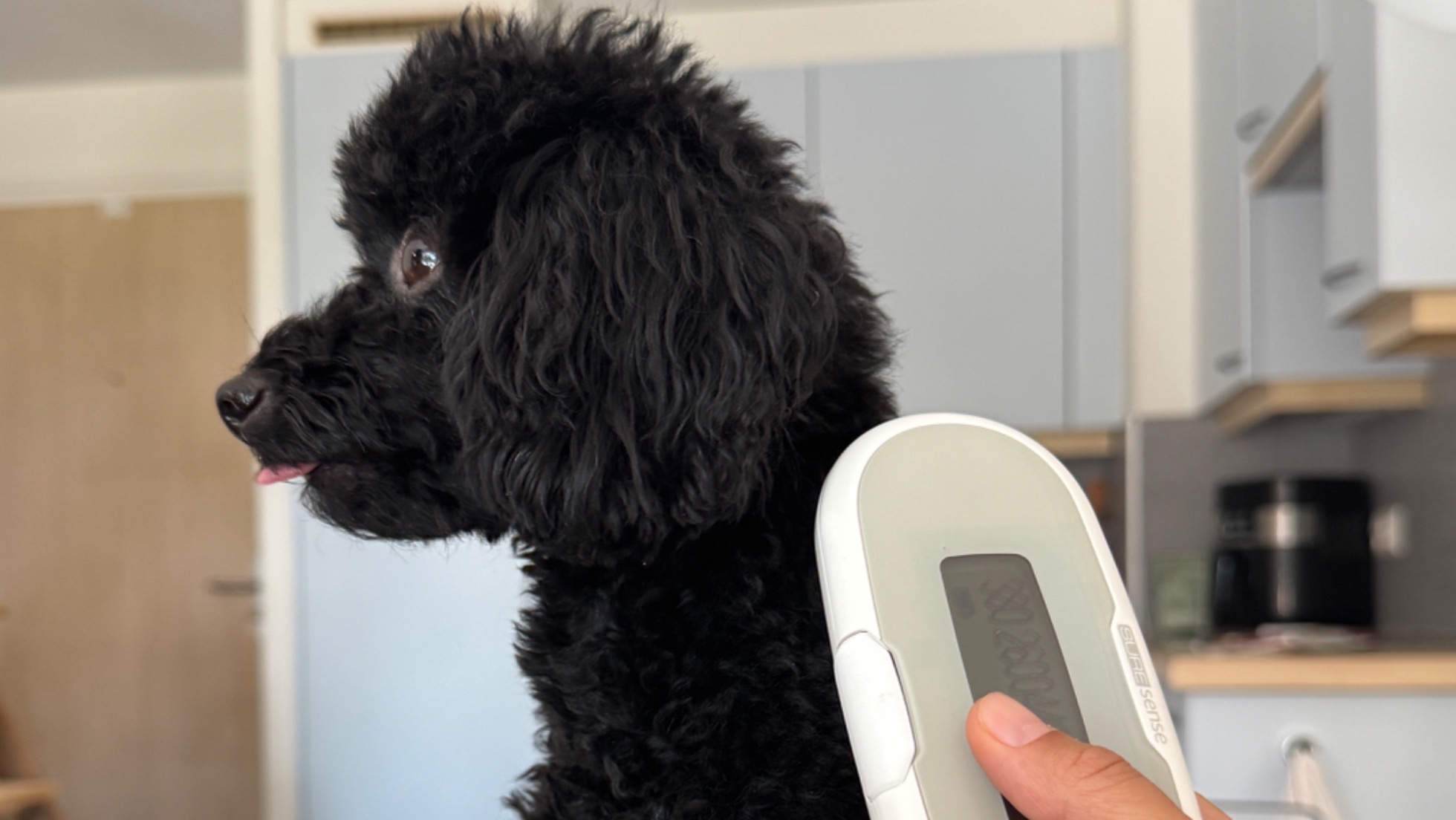 Puce Électronique pour Chiens